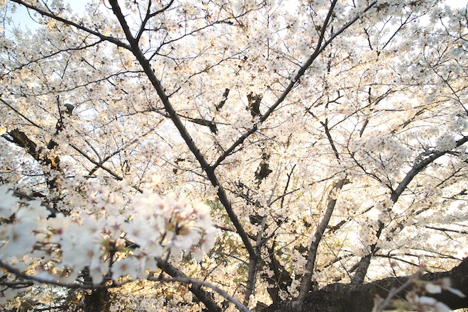 東京の桜２