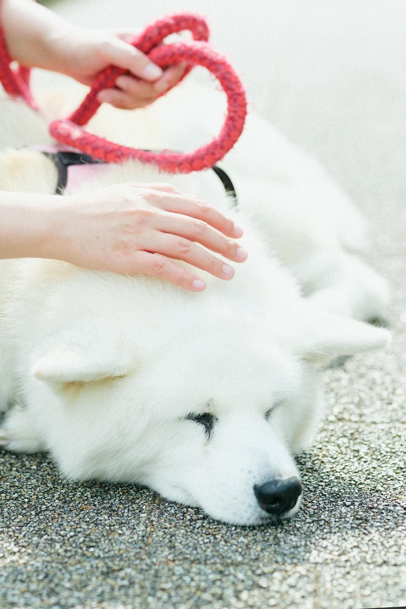 타카시마치지미 20/20 이지 테이퍼드 팬츠／하지케루