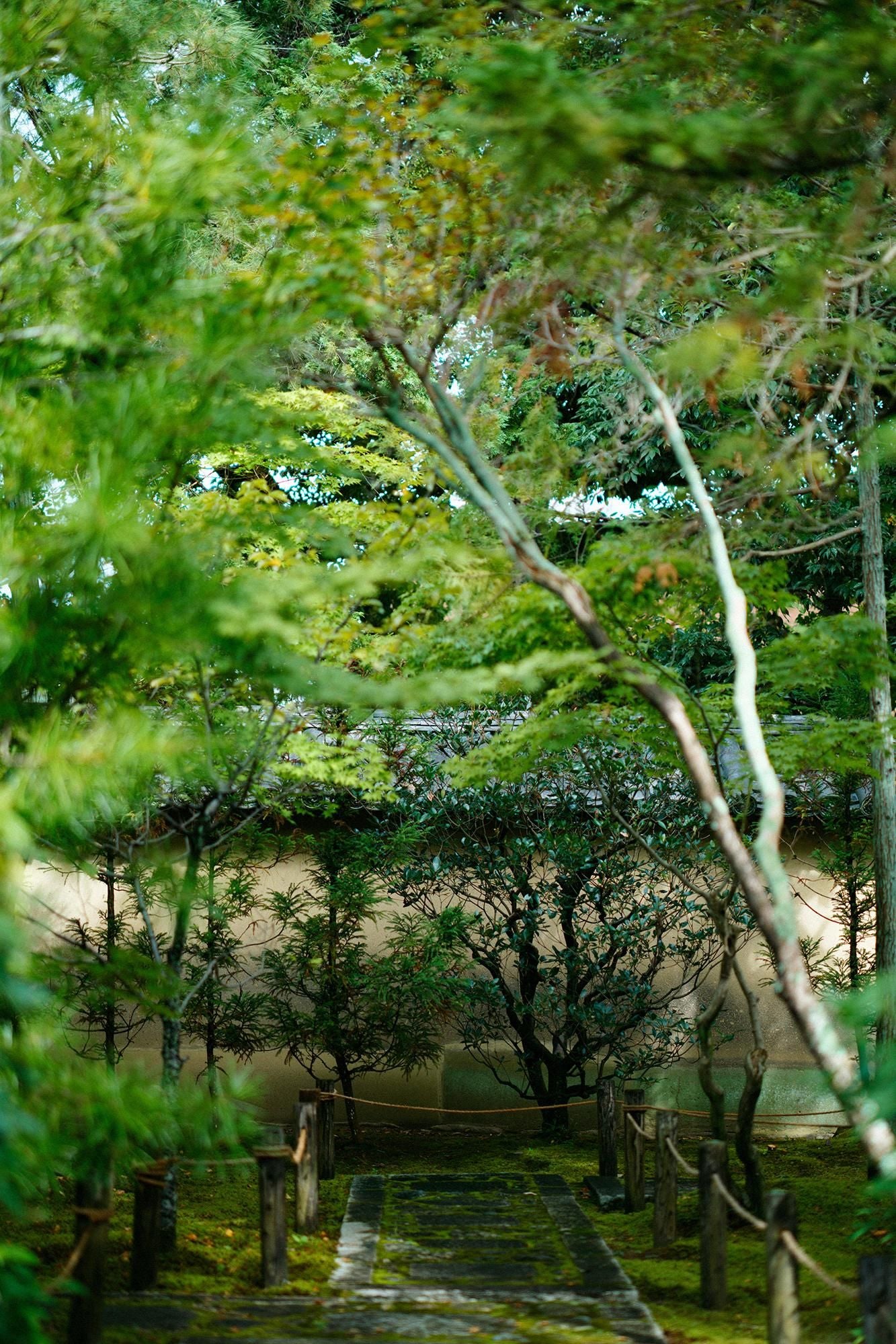 [预约]SOU・SOU× 日向 20 层（Hatae）/浅蓝色老鼠（Mizuiro Nezu）× 鸢尾花（shobu-iro）（*预定 11 月 25 日左右发货）