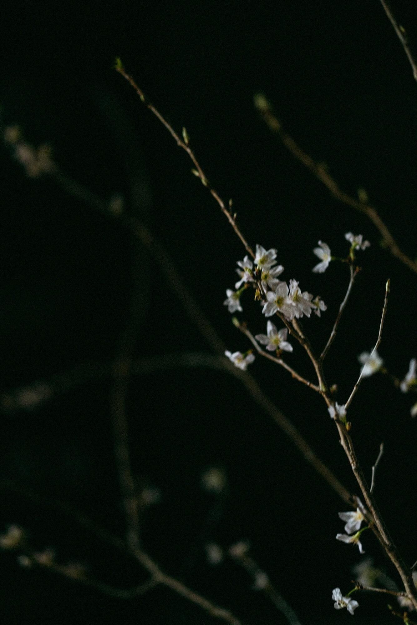 [仅在网上出售] 伊势棉纺织手巾/Sakura Sakura Maruyama