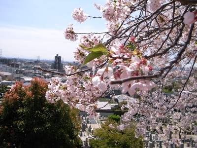 20110417-桜＆景色.jpg