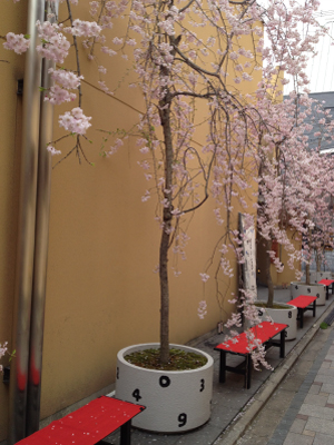 20120411-桜.jpg